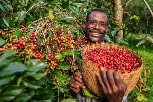 Ethiopian Coffee - Where did coffee beans come from?