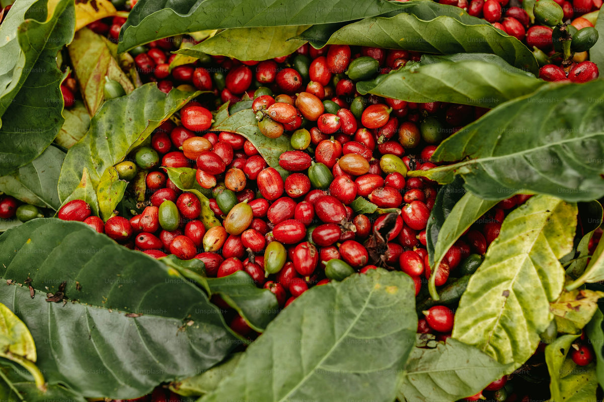 Red Single-Origin Coffee Fruit picked to be washed to remove coffee seed.
